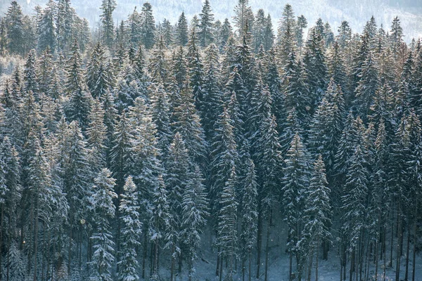 寒冷的冬日 山林清澈的冬季风景 松树上覆盖着新落下来的积雪 — 图库照片
