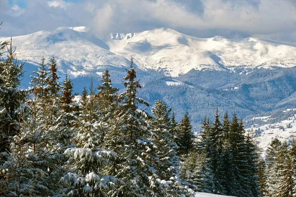 Helle Winterlandschaft Mit Kiefernzweigen Die Kalten Wintertagen Bergwald Mit Neuschnee — Stockfoto