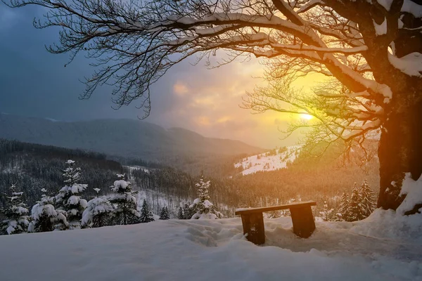 Paesaggio Invernale Fangoso Con Albero Nudo Scuro Piccola Panchina Legno — Foto Stock