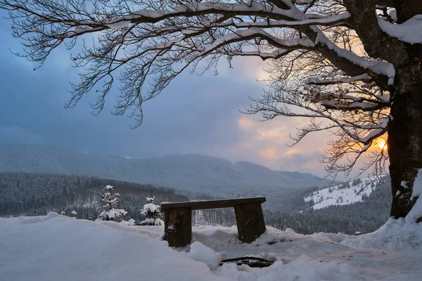 Moody Winter Landscape Dark Bare Tree Small Wooden Bench Covered — Stock Photo, Image