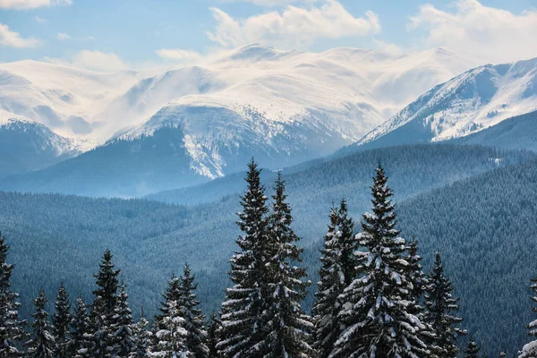 Zimní Krajina Vysokými Horskými Kopci Pokryté Věčně Zeleným Borovým Lesem — Stock fotografie