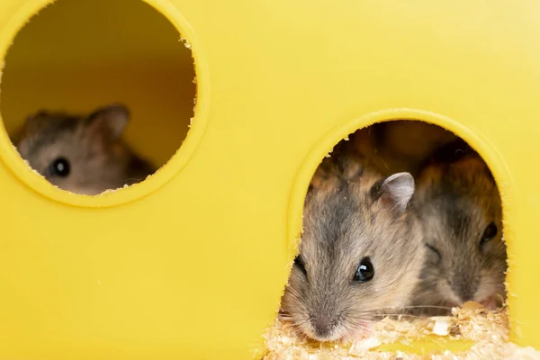 Pequenos Ratos Hamster Jungar Cinza Gaiola Amarela — Fotografia de Stock