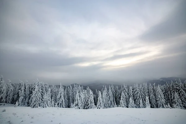 Драматичний Зимовий Пейзаж Ялиновим Лісом Білим Снігом Холодних Замерзлих Горах — стокове фото