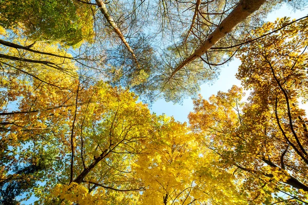 Вид Зверху Осінній Ліс Яскраво Оранжевим Жовтим Листям Густі Ліси — стокове фото