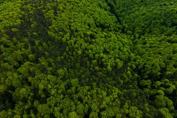 Vista Aérea Pinho Misto Escuro Floresta Exuberante Com Copas Árvores — Fotografia de Stock