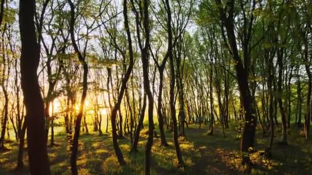Bosque Denso Noche Con Árboles Altos Luz Del Sol Color — Vídeos de Stock
