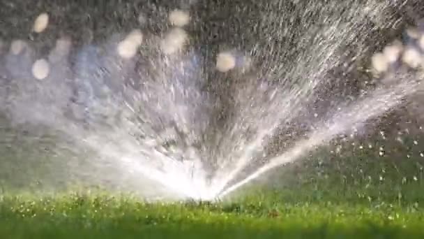 Aspersor Plástico Irrigando Gramado Grama Com Água Jardim Verão Rega — Vídeo de Stock