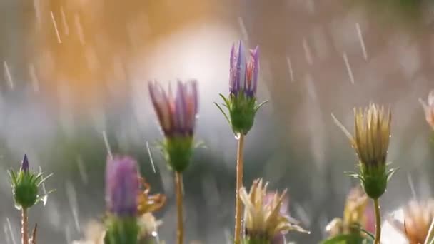 Gros Plan Gouttelettes Pluie Tombant Sur Des Fleurs Colorées Dans — Video