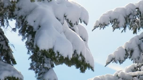 Крупный План Ветвей Сосны Покрытых Свежим Снегом Зимнем Горном Лесу — стоковое видео