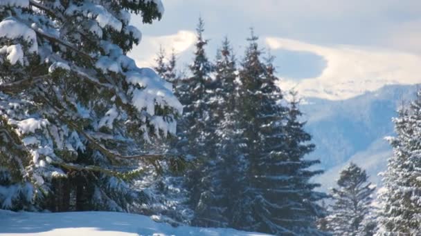 寒冷晴朗的冬季山林 松树枝叶被新落下来的雪覆盖着 — 图库视频影像