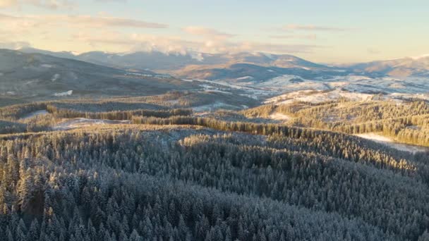 Luftige Winterlandschaft Mit Sprossen Bäumen Aus Schneebedecktem Wald Kalten Bergen — Stockvideo