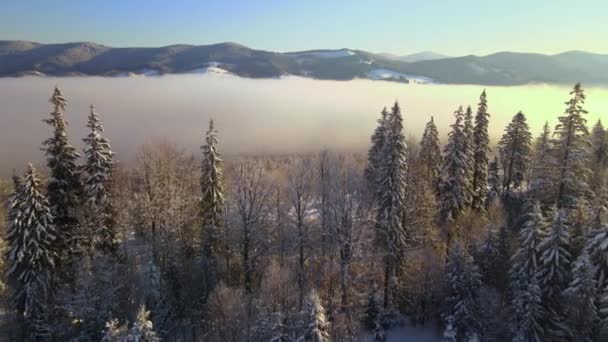 Paisagem Inverno Incrível Com Pinheiros Floresta Coberta Neve Montanhas Nebulosas — Vídeo de Stock