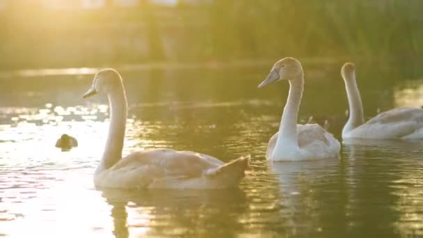 Chica Gris Joven Cisnes Nadando Agua Del Lago Verano — Vídeos de Stock