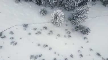 Soğuk ve sakin bir akşamda kış ormanlarında şiddetli kar yağışı sonrası yağan taze karla kaplı, yemyeşil çam ağaçlarıyla hava sisli manzarası..