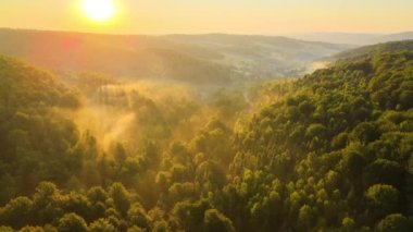 Parlak yaz günbatımında karanlık orman ağaçları üzerinde canlı sisli bir akşam. Alacakaranlıkta vahşi ormanın inanılmaz manzarası.