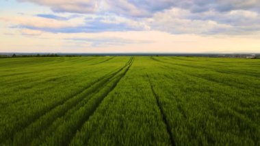 Yeşil ekili tarlaların havadan görünüşü. Parlak yaz akşamlarında ekinlerin büyümesi..