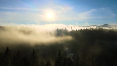 Spruce Ormanı 'ndaki koyu yeşil çam ağaçlarının hava manzarası sisli dağlarda gündoğumu ışınları ile parlıyor..