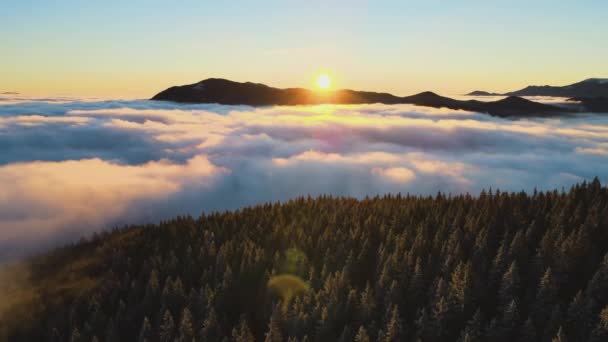 空中俯瞰着覆盖着常绿云杉林的高山上生机勃勃的日出 — 图库视频影像