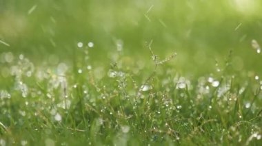Yazın yeşil çimlere düşen yağmur damlacıklarının yakınlaşması.