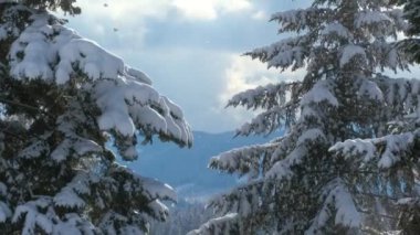 Soğuk ve aydınlık bir günde kış ormanlarında çam ağaçlarının dalları karla kaplıdır..