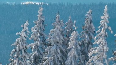 Uzun yeşil çam ağaçları soğuk, aydınlık bir günde, kış ormanlarında şiddetli kar yağışı sırasında güçlü fırtınalı rüzgarda sallanıyor..