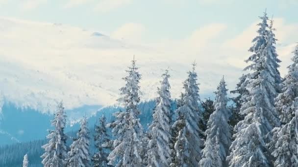 Höga Vintergröna Tallar Svajar Stark Stormig Vind Tung Snöfall Vinter — Stockvideo