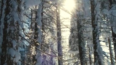 Soğuk ve sakin bir akşamda, kışın yoğun kar yağışı sırasında çam ağaçlarının arasına düşen karlı, güneşli bir manzara..