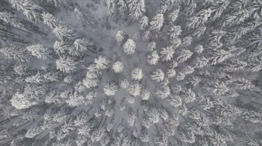 Soğuk ve sakin bir günde, kış ormanlarında yoğun kar yağışı sırasında düşen çam ormanının yukarıdan görünüşü..