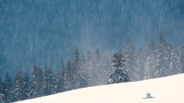 Höga Vintergröna Tallar Svajar Stark Stormig Vind Tung Snöfall Vinter — Stockvideo