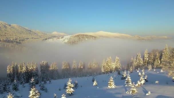 Amazing Winter Landscape Pine Trees Snow Covered Forest Cold Foggy — Stock Video