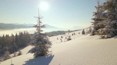 Güneşin doğuşuyla birlikte soğuk sisli dağlarda, karlı ormanlardan oluşan çam ağaçlarıyla muhteşem kış manzarası..