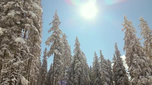 Flygfoto Höga Tallar Täckta Med Nyfallen Snö Vintern Fjällskog Kall — Stockvideo