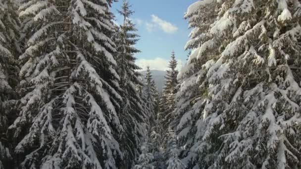 Vista Aérea Pinos Altos Cubiertos Nieve Fresca Caída Bosque Montaña — Vídeos de Stock