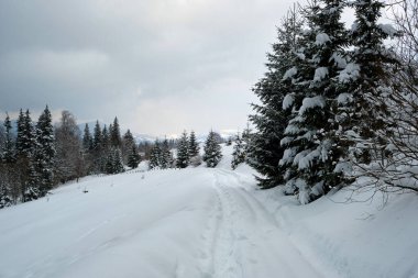 Soğuk ve kasvetli bir akşamda, kışın dağlık ormanda patika izleri ve çam ağaçları ile kaplanmış karlı bir manzara..