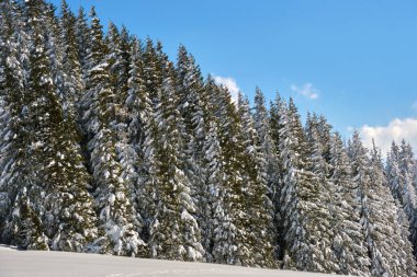 Çam ağaçları soğuk ve aydınlık bir günde kış ormanlarında taze karla kaplıdır..