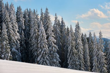 Soğuk kış gününde dağ ormanlarında çam ağaçlarıyla kaplı parlak kış manzarası..