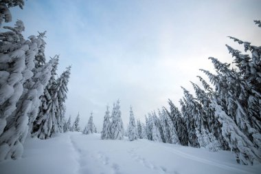 Soğuk, donmuş dağlarda beyaz karla kaplanmış ladin ormanlarıyla kasvetli kış manzarası..