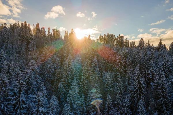 Aerial Winter Landscape Spruse Trees Snow Covered Forest Cold Mountains — Stock Photo, Image