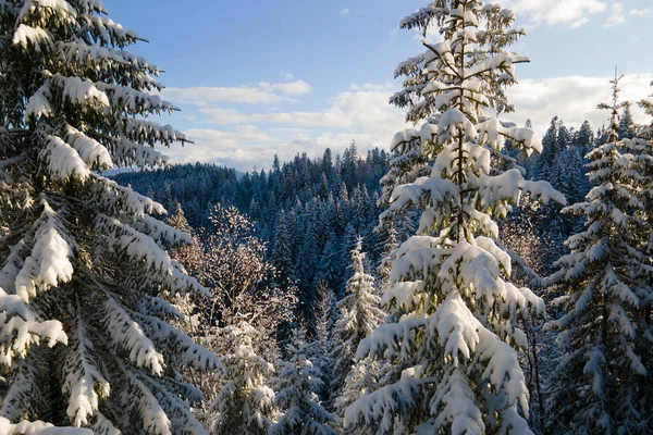 Aerial Winter Landscape Spruse Trees Snow Covered Forest Cold Mountains — Stock Photo, Image