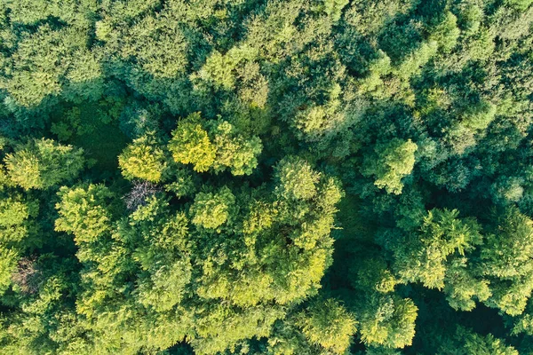 Boven Naar Beneden Plat Uitzicht Donker Weelderig Bos Met Groene — Stockfoto