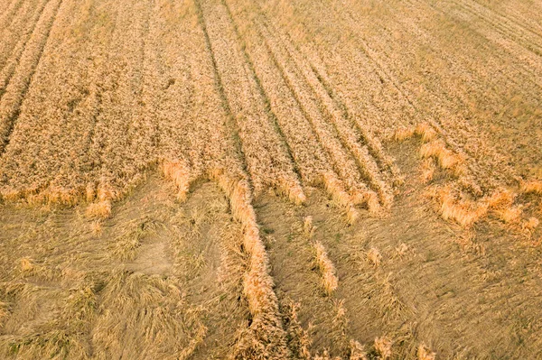 Aerial View Ripe Farm Field Ready Harvesting Fallen Broken Wind — Stock Photo, Image