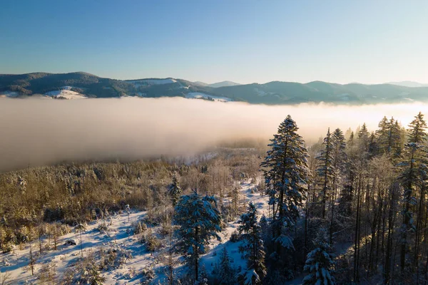 日の出時に冷たい霧の山の中で雪の覆われた森の松の木と素晴らしい冬の風景 — ストック写真