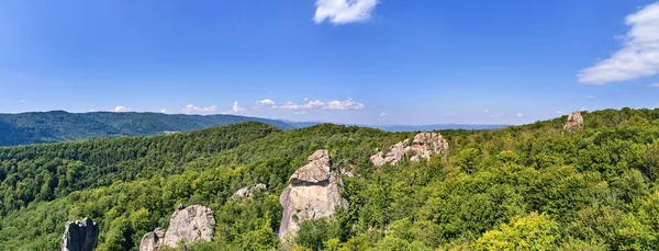 Parlak Manzaranın Panoramik Manzarası Yazın Sık Ağaçlar Arasında Yeşil Orman — Stok fotoğraf