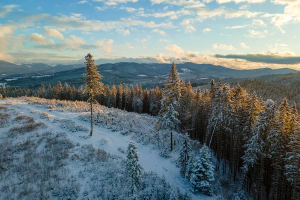 Paesaggio Invernale Con Alberi Spruse Foresta Innevata Montagne Fredde — Foto Stock