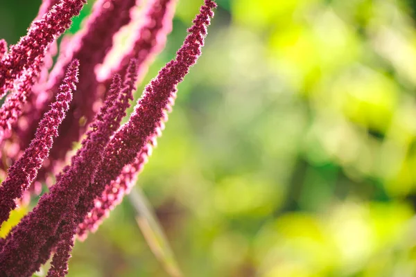 夏の庭で成長するインドの赤いアマランス植物 葉野菜 シリアル及び観賞用植物 タンパク質及びアミノ酸の源 — ストック写真