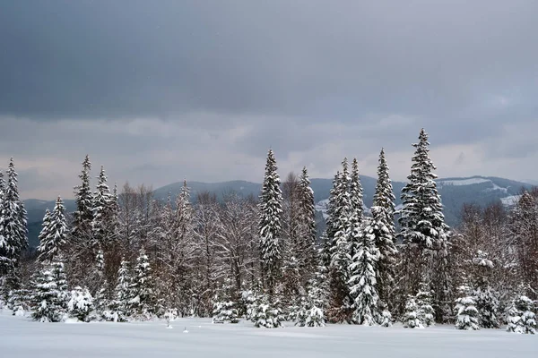 Paisagem Temperamental Com Pinheiros Cobertos Neve Fresca Caída Floresta Montanha — Fotografia de Stock