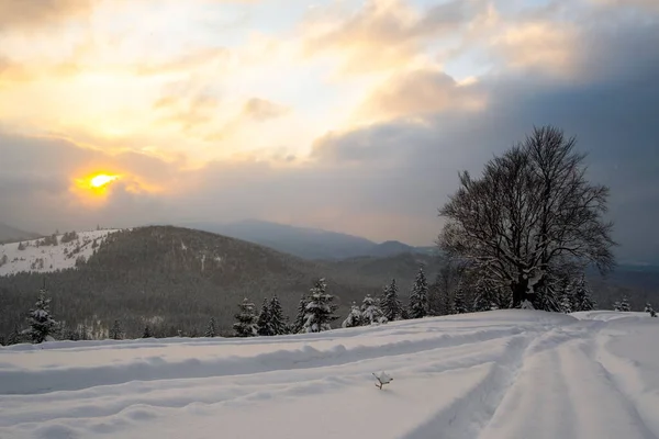 Paisagem Temperamental Com Pegadas Árvores Escuras Nuas Cobertas Com Neve — Fotografia de Stock