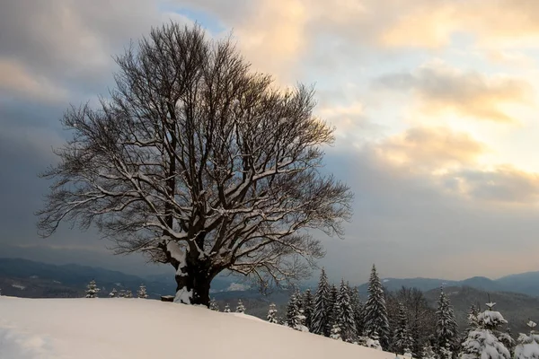 Paesaggio Invernale Fangoso Con Albero Nudo Scuro Coperto Con Campo — Foto Stock