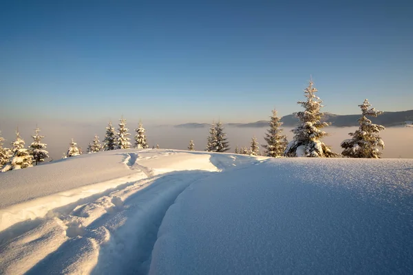 Paisagem Inverno Incrível Com Pinheiros Floresta Coberta Neve Montanhas Nebulosas — Fotografia de Stock
