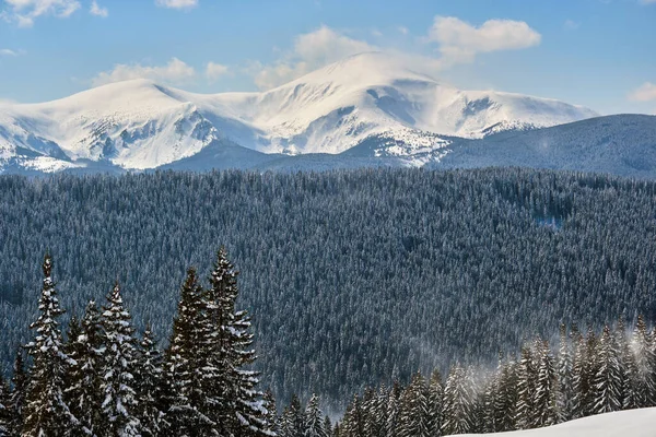 Soğuk ve aydınlık bir günde, kış ormanlarında yoğun kar yağışı sırasında, her daim yeşil çam ağaçları..